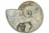 Silver Iridescent Ammonite (Cleoniceras) Fossil - Madagascar #323450-1
